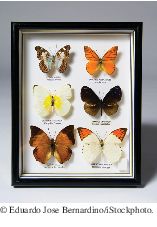 butterflies in a frame